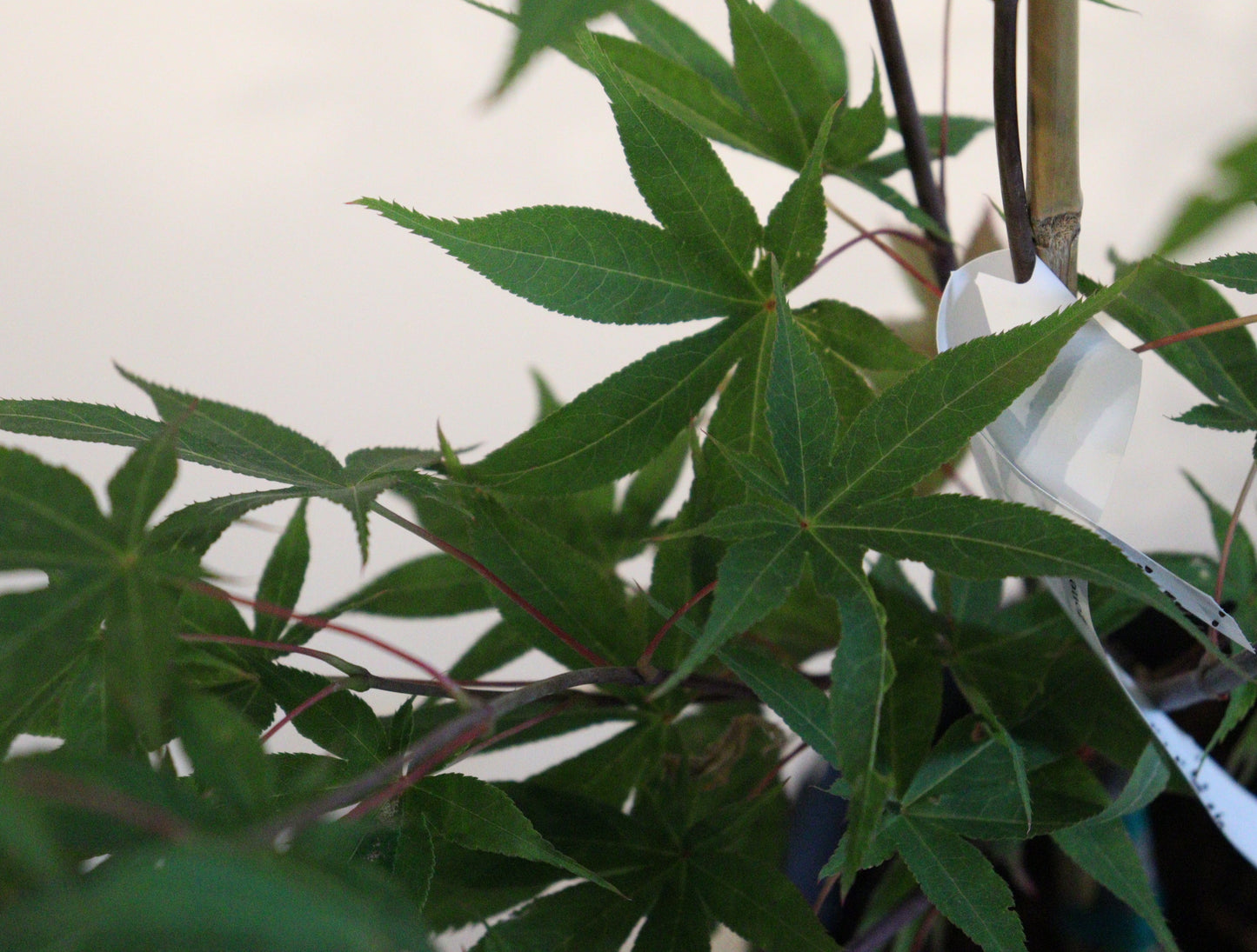 Acer Palmatum 'Osakazuki'