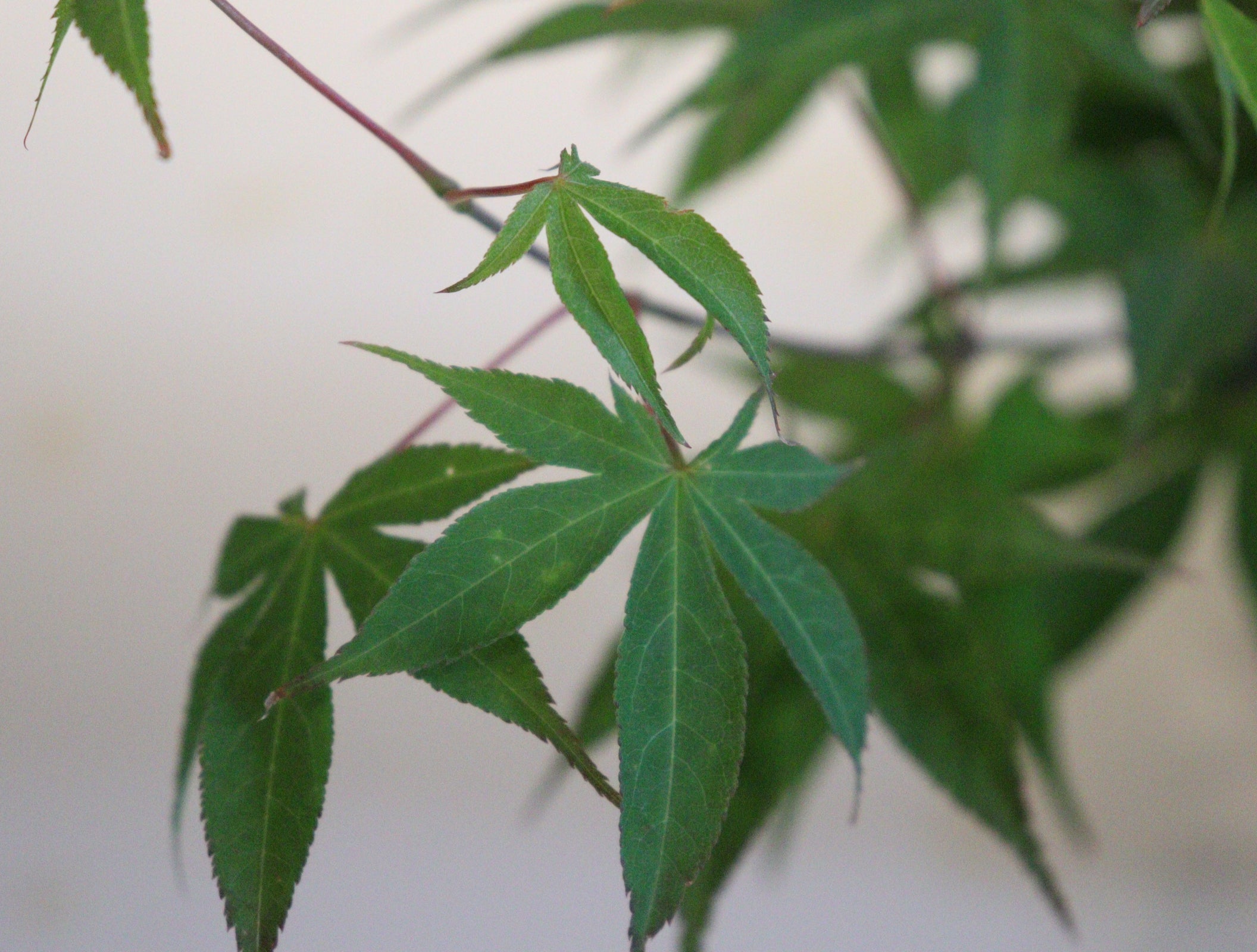 Specialty Japanese Maple – zforcefarm