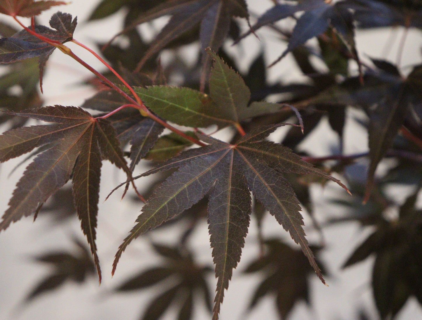 Rhode Island Red Japanese Maple (Acer palmatum 'Rhode Island Red')