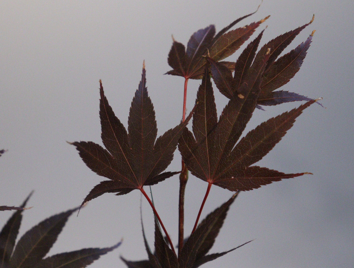 Rhode Island Red Japanese Maple (Acer palmatum 'Rhode Island Red')