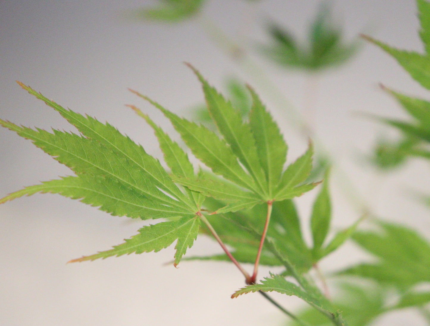 Acer palmatum Matsumurae