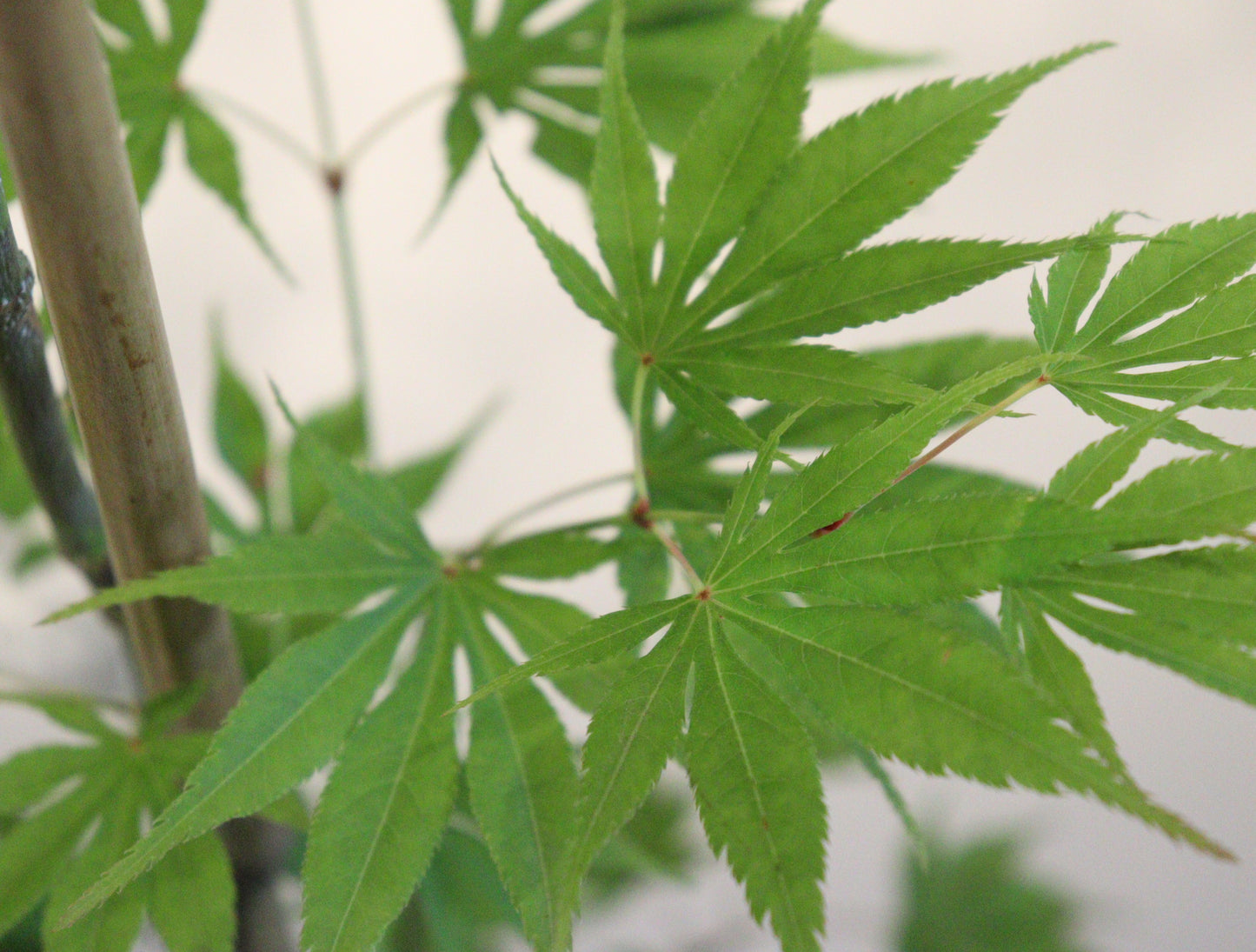 Acer palmatum Matsumurae