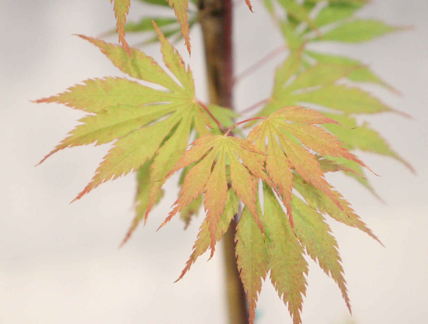 Acer shirasawanum Sensu