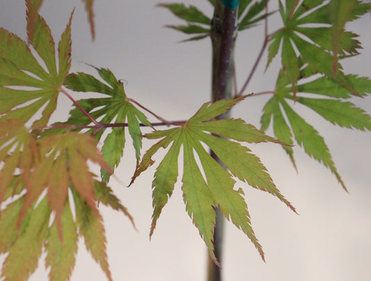 Acer shirasawanum Sensu
