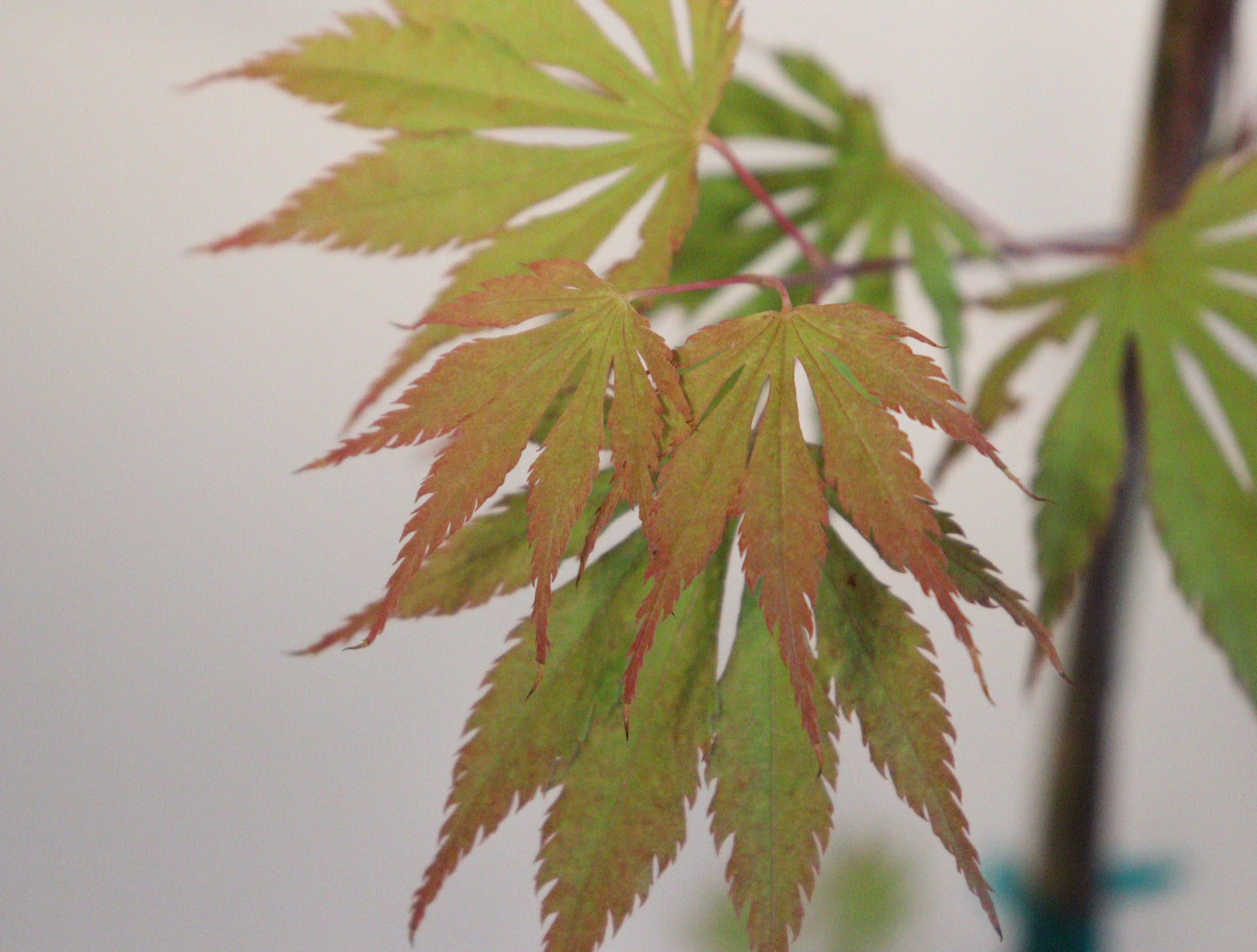 Acer shirasawanum Sensu