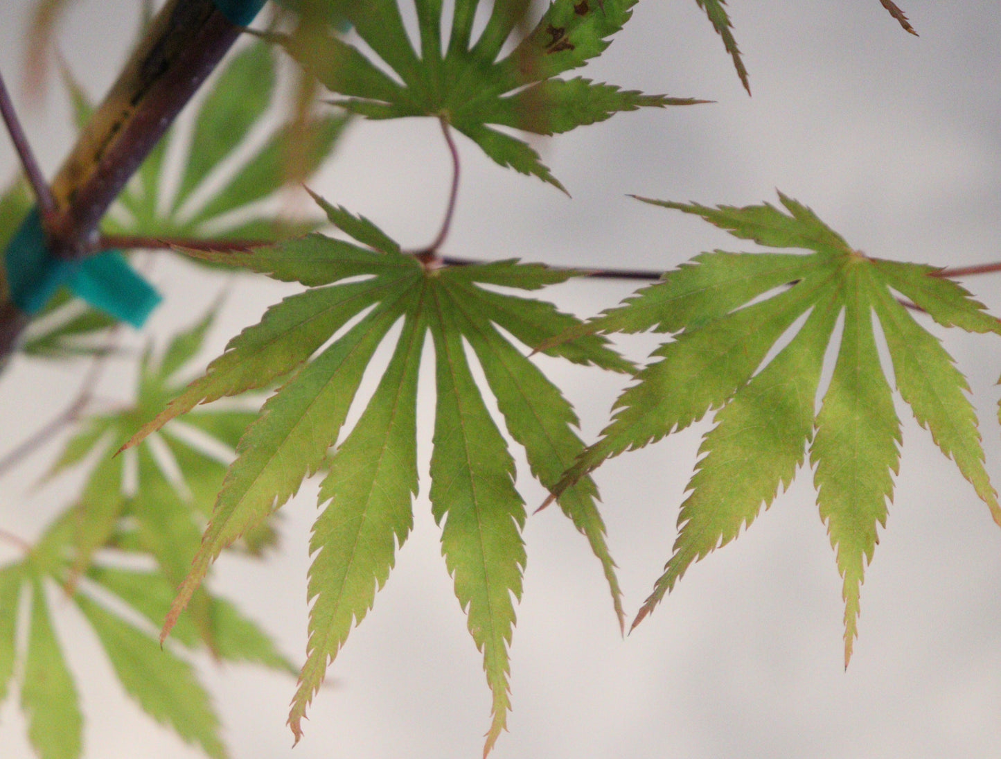 Acer shirasawanum Sensu
