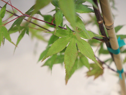 Acer palmatum Korean gem