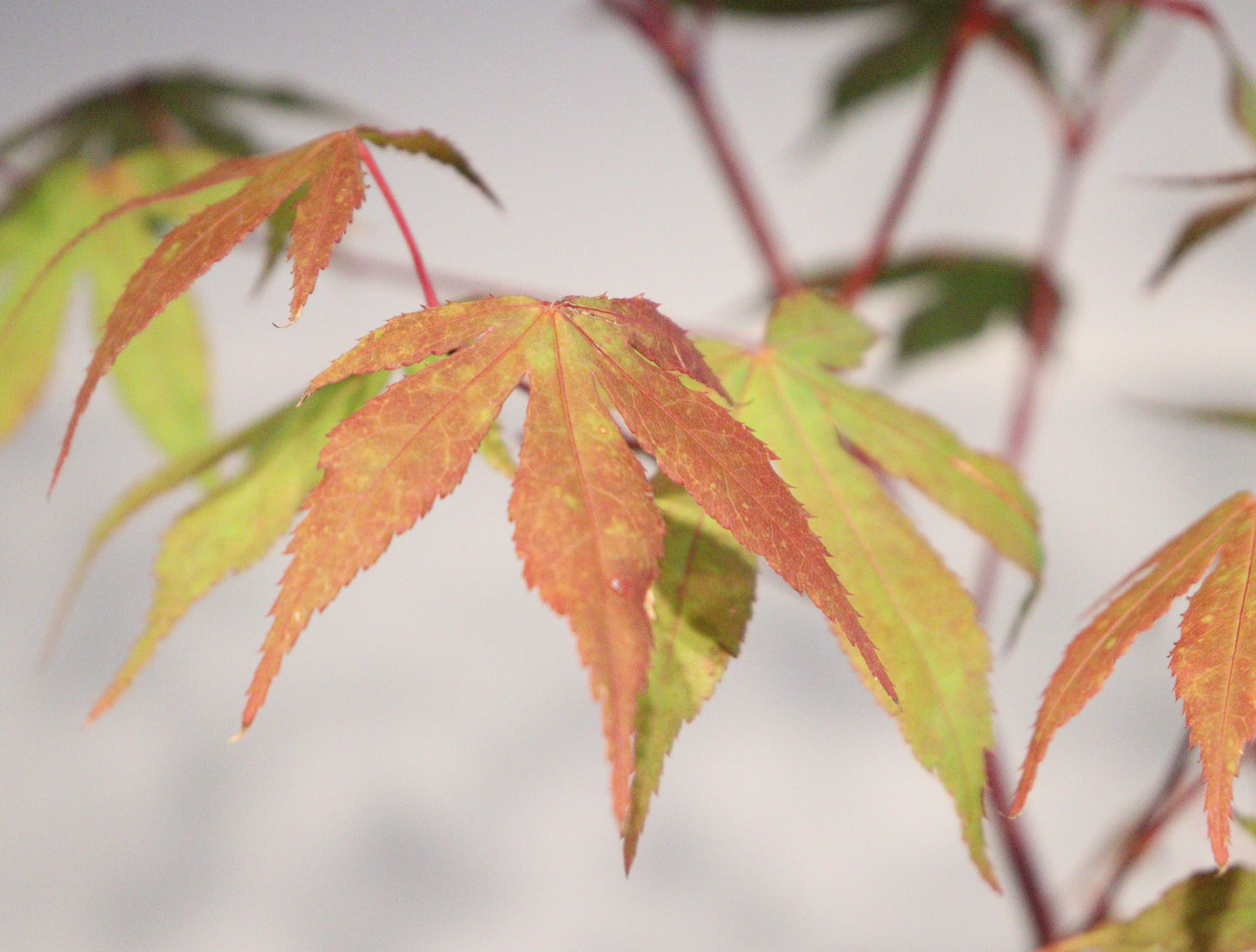Acer palmatum Korean gem