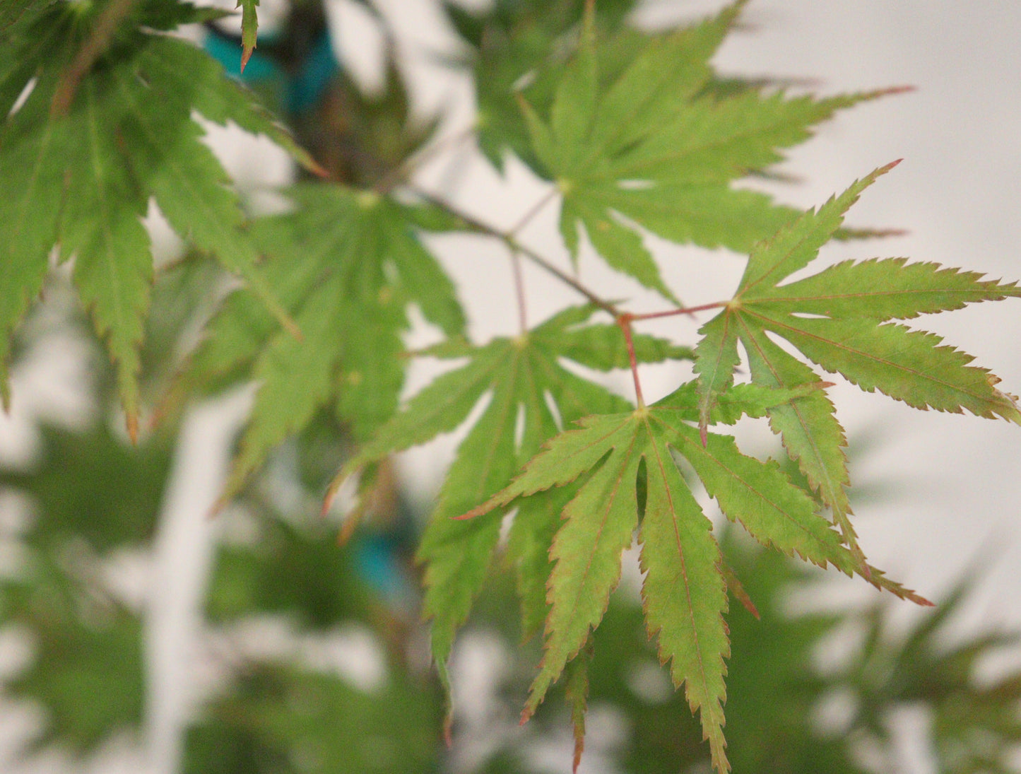 Acer palmatum Beni sazanami