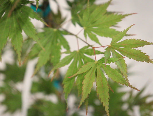 Acer palmatum Beni sazanami