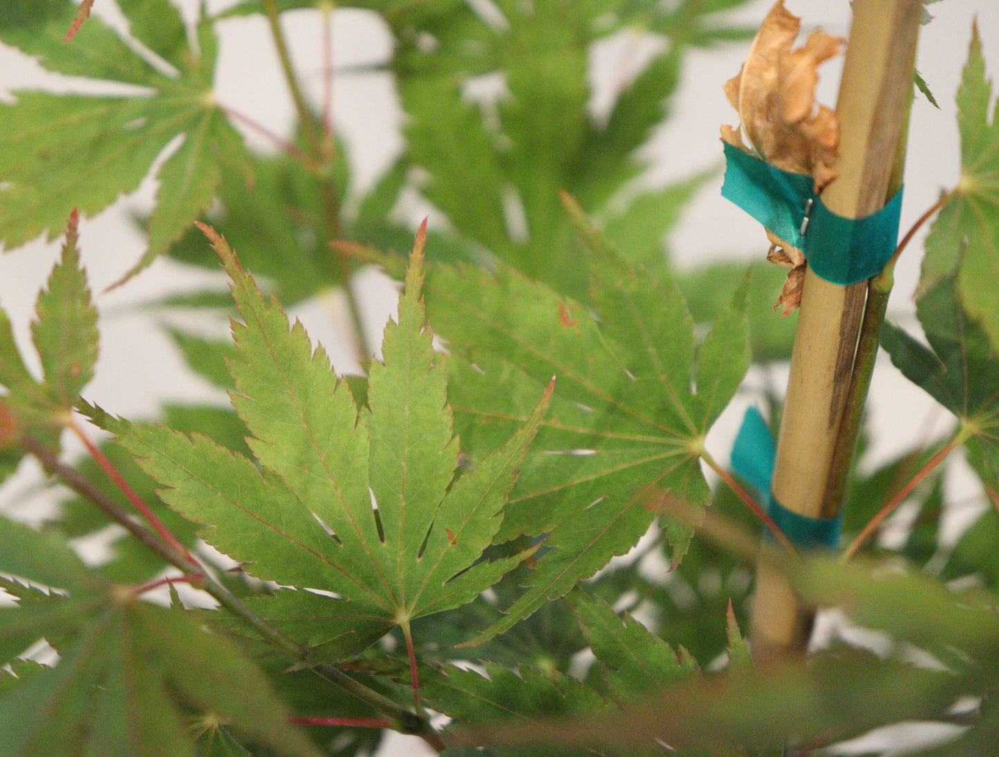 Acer palmatum Beni sazanami