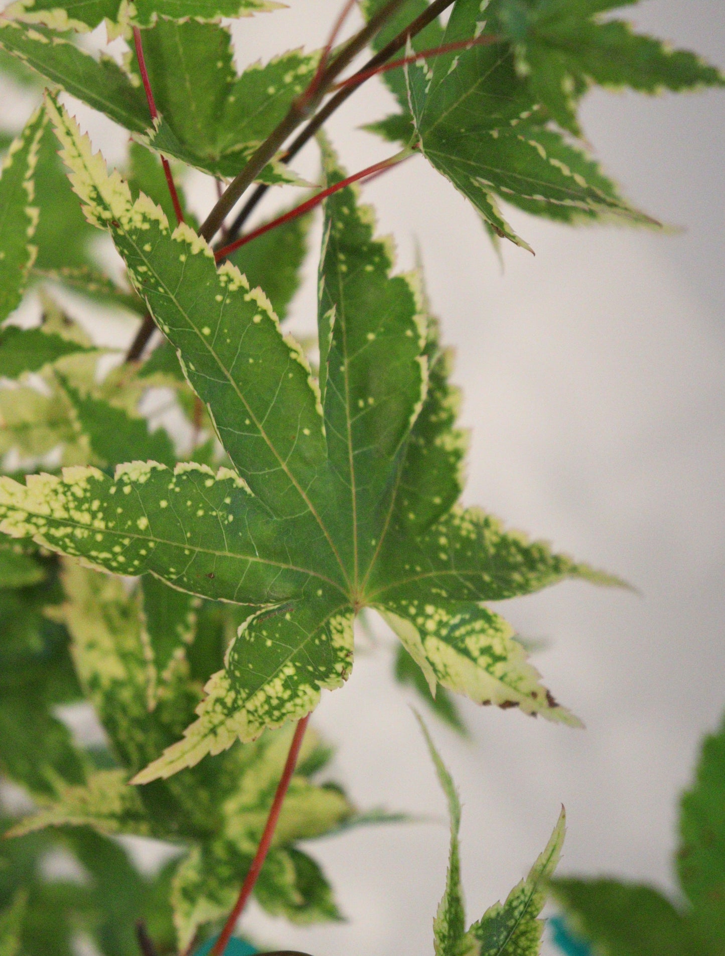 Acer palmatum Sagara Nishiki