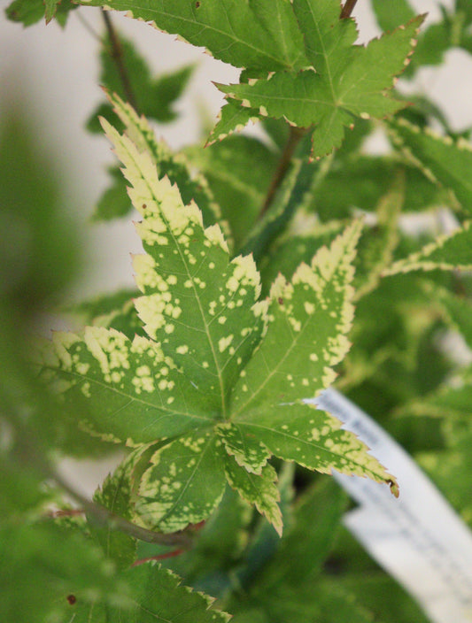 Acer palmatum Sagara Nishiki