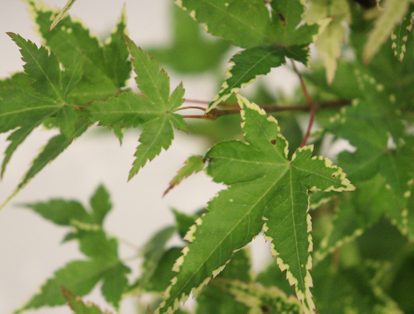 Acer palmatum Sagara Nishiki