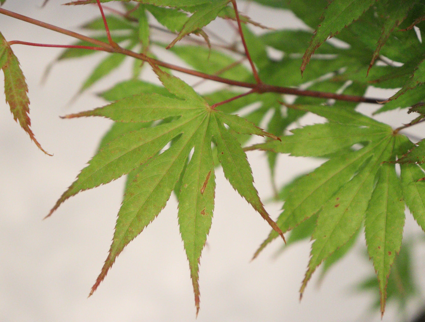 Acer palmatum Julia