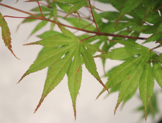 Acer palmatum Julia