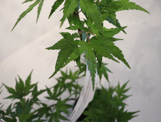 Acer palmatum Seiun kaku