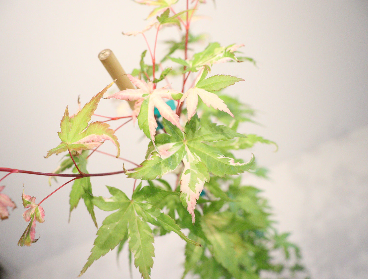 Acer palmatum Taiyo nishiki