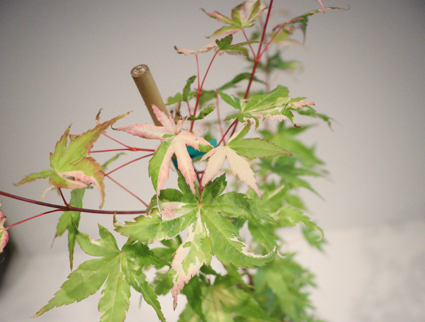 Acer palmatum Taiyo nishiki