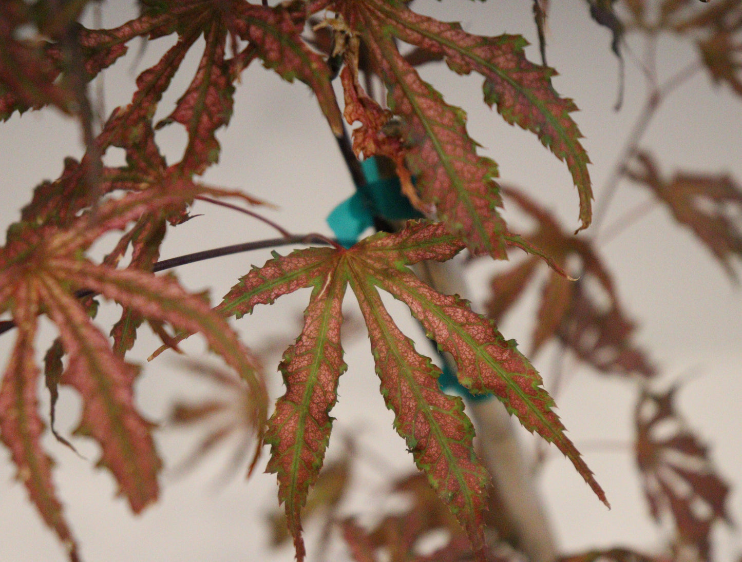 Acer palmatum Mikazuki