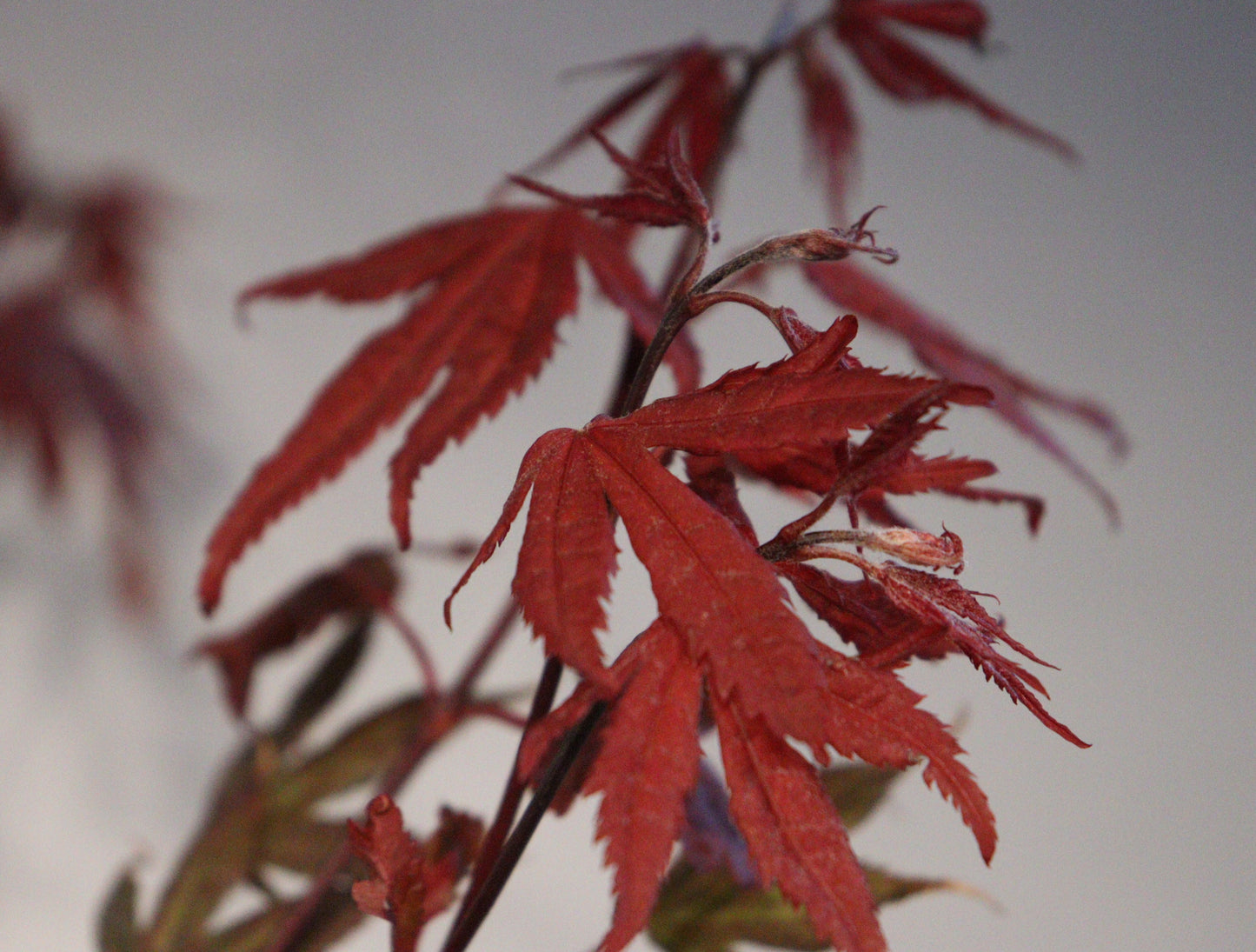 Acer palmatum Baby Ghost