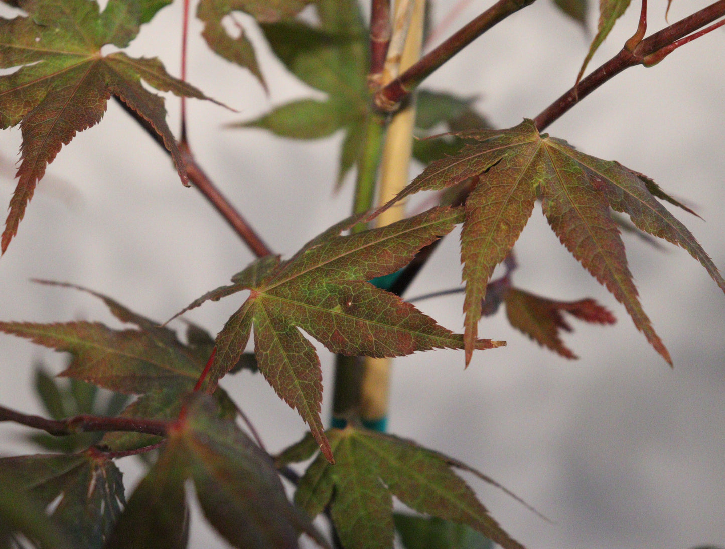 Acer palmatum Baby Ghost