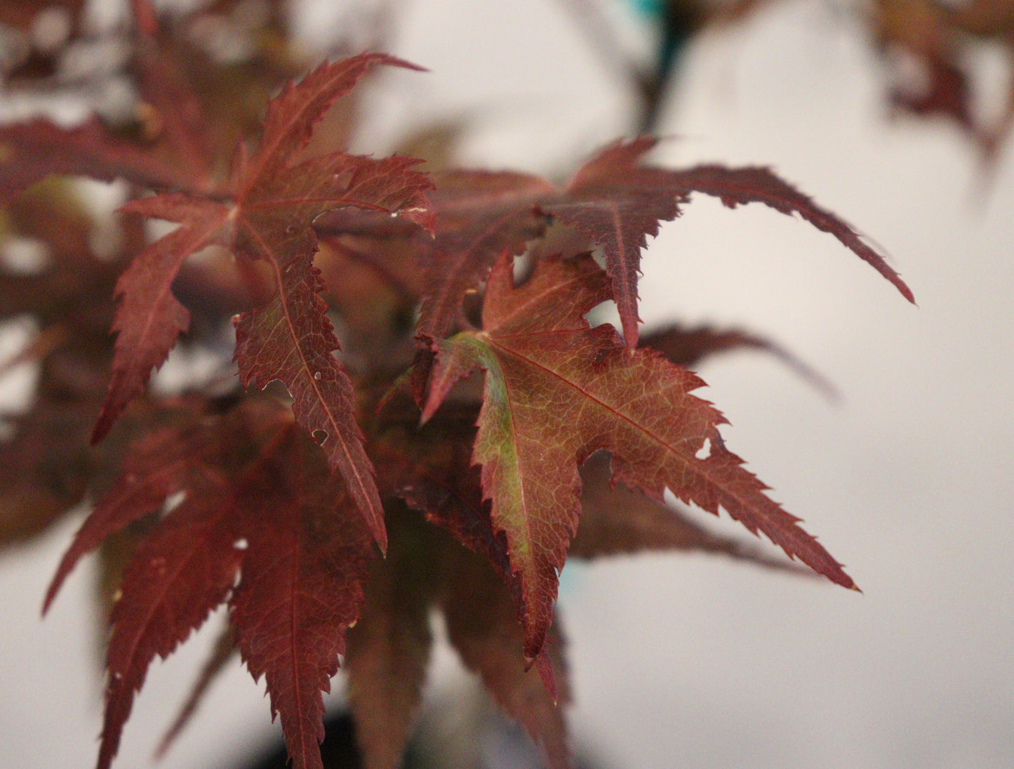 Acer palmatum Celebration