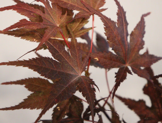 Acer palmatum Celebration
