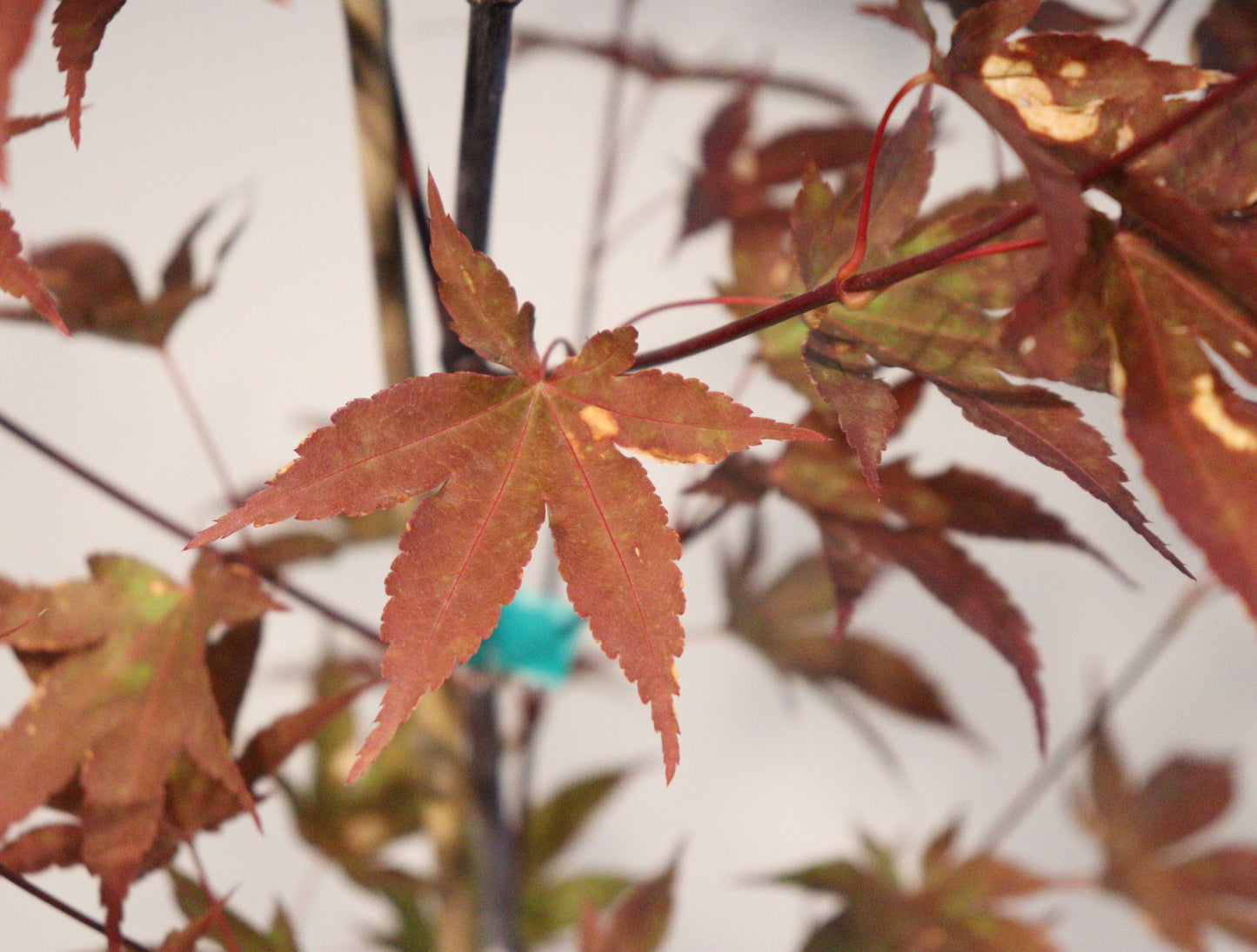 Acer palmatum Twilight