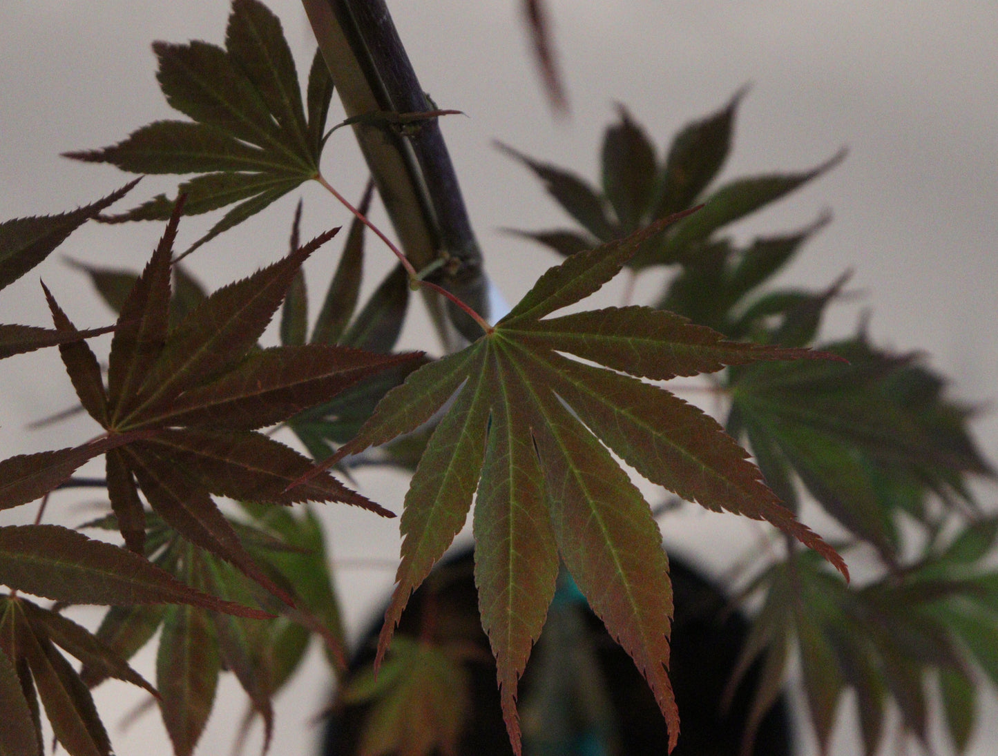 Acer shirasawanum Red dawn
