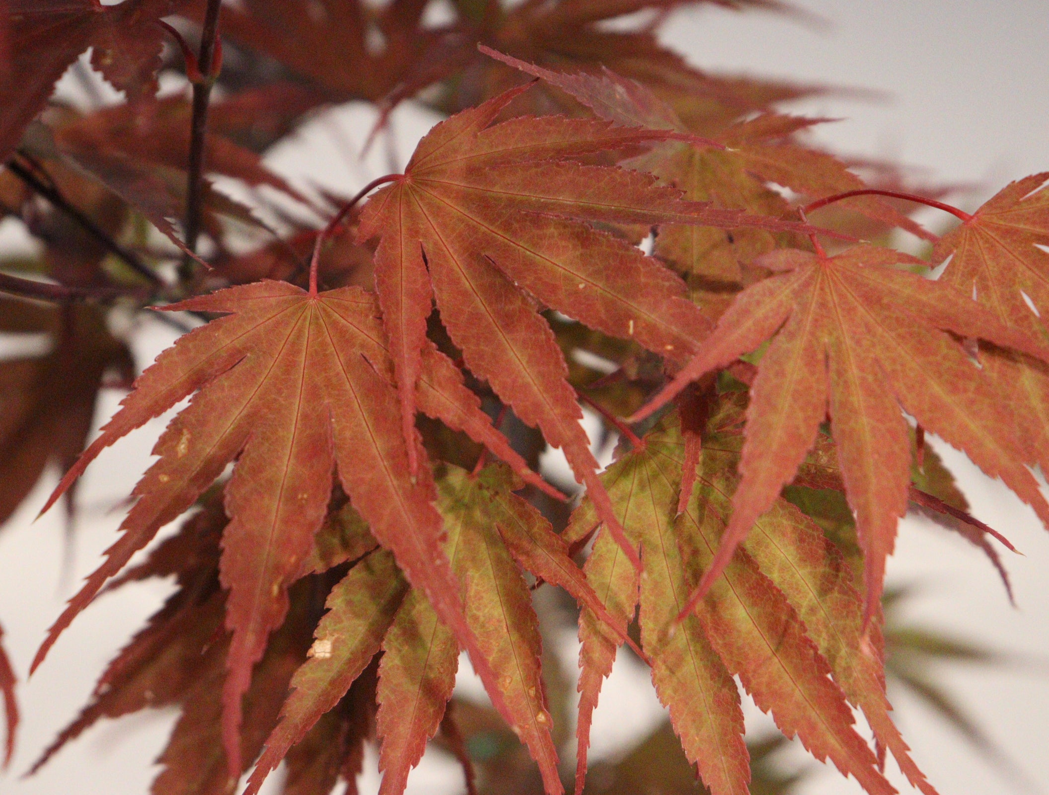 Specialty Japanese Maple – zforcefarm