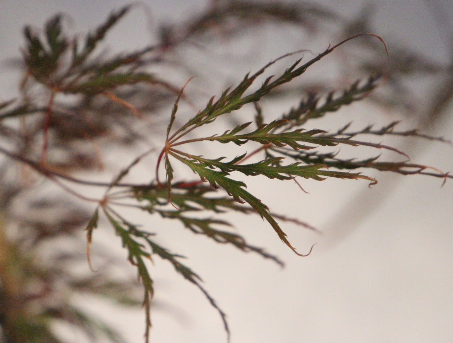 Acer palmatum dissectum English Lace