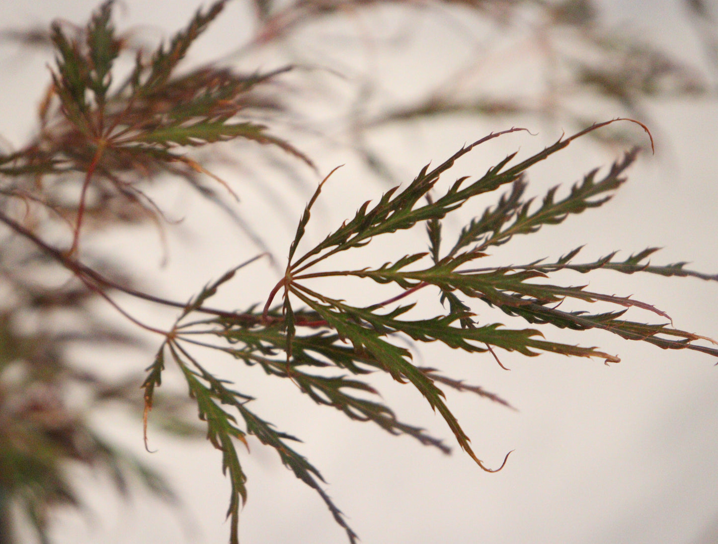 Acer palmatum dissectum English Lace