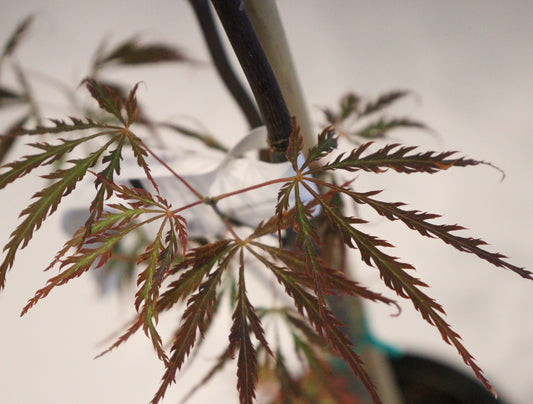 Acer palmatum dissectum English Lace
