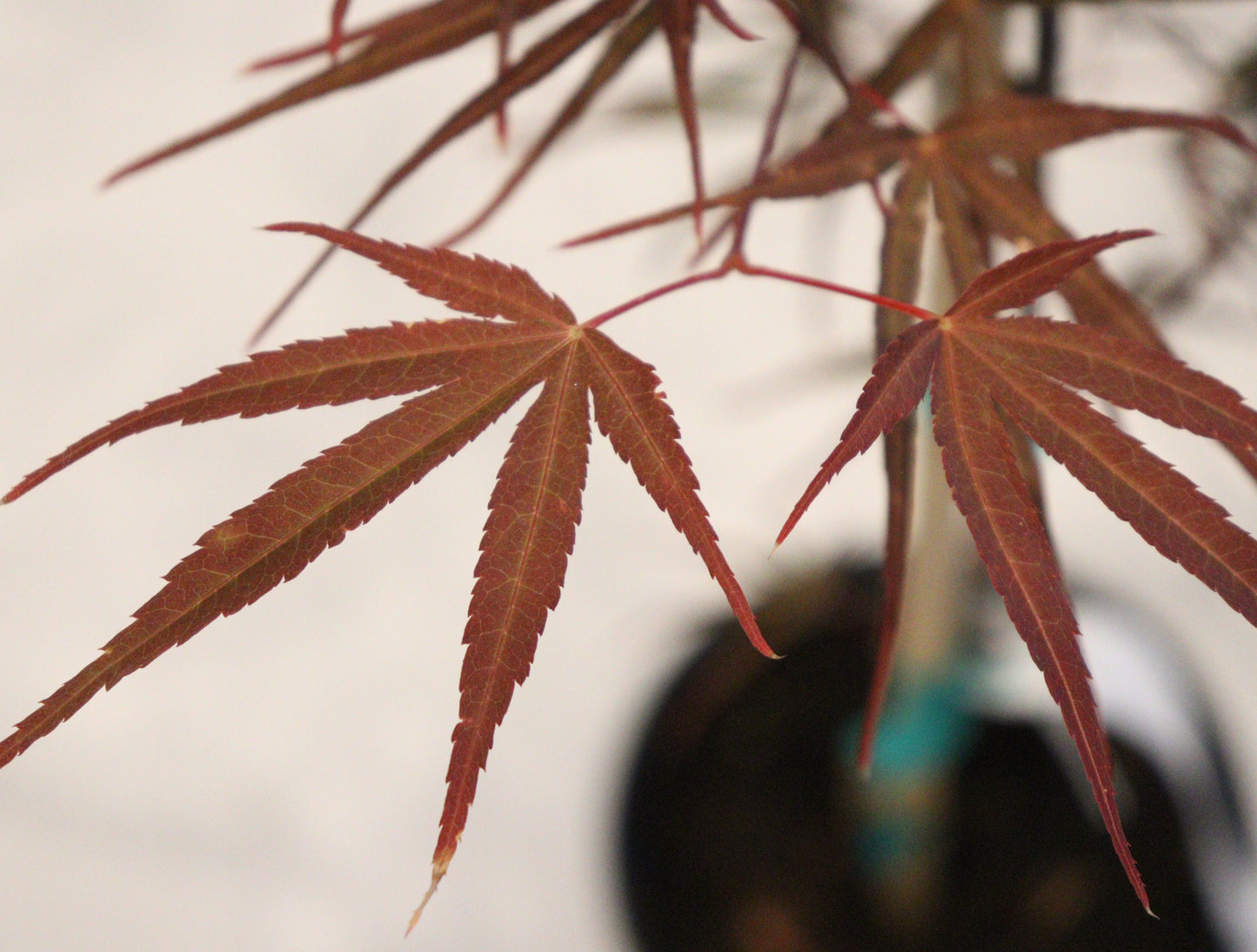 Acer palmatum Beni otake
