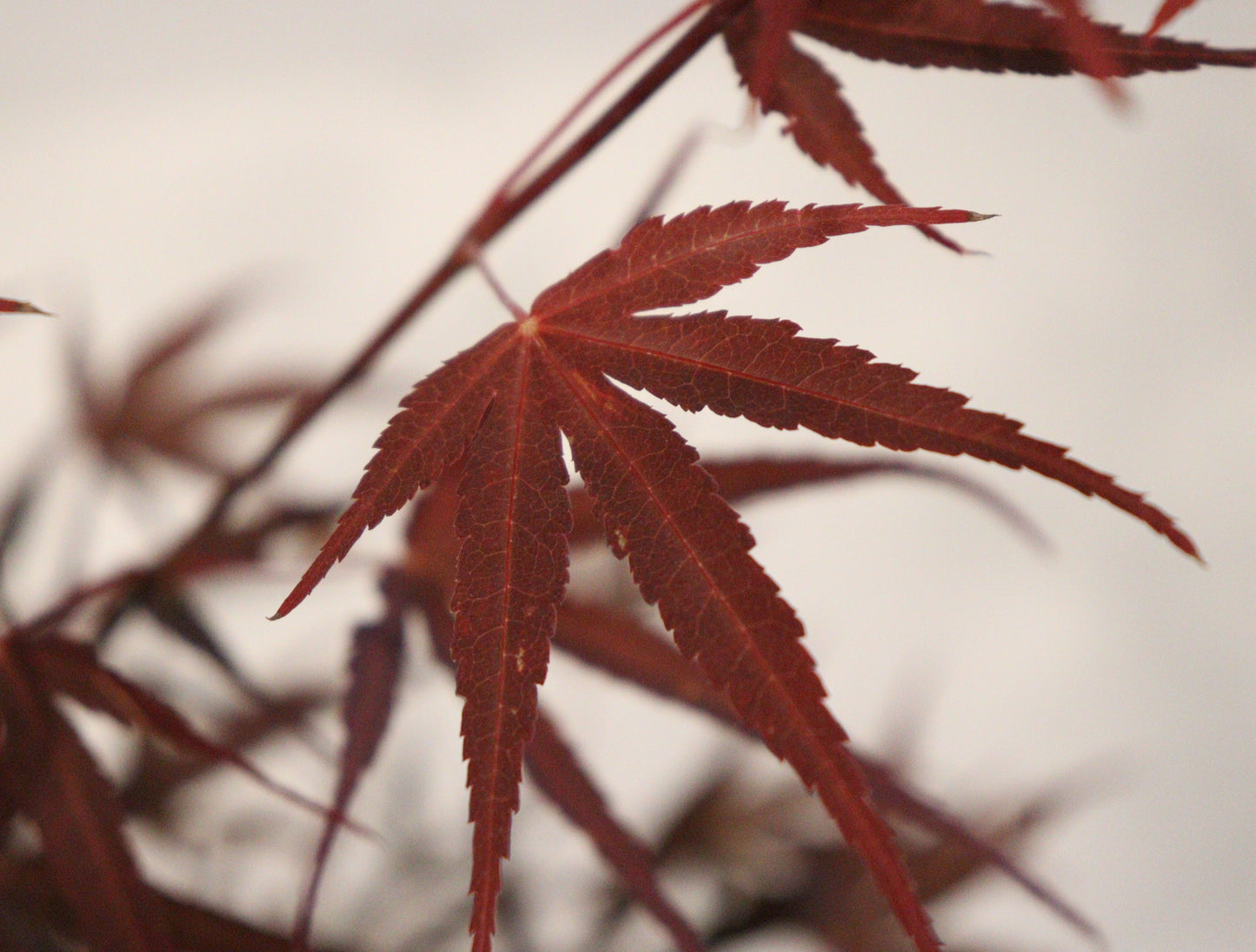 Acer palmatum Beni otake