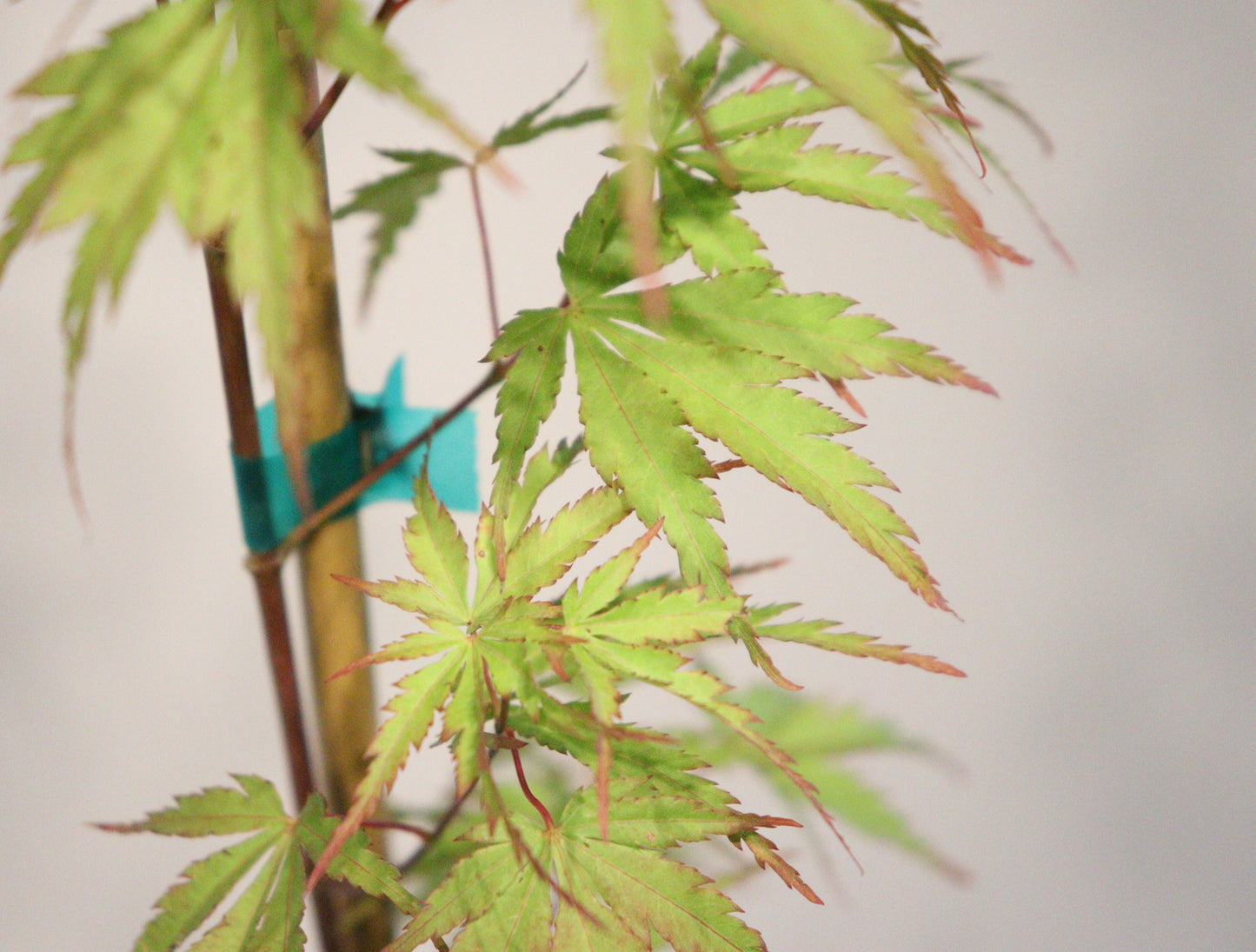 Acer palmatum wou Nishiki
