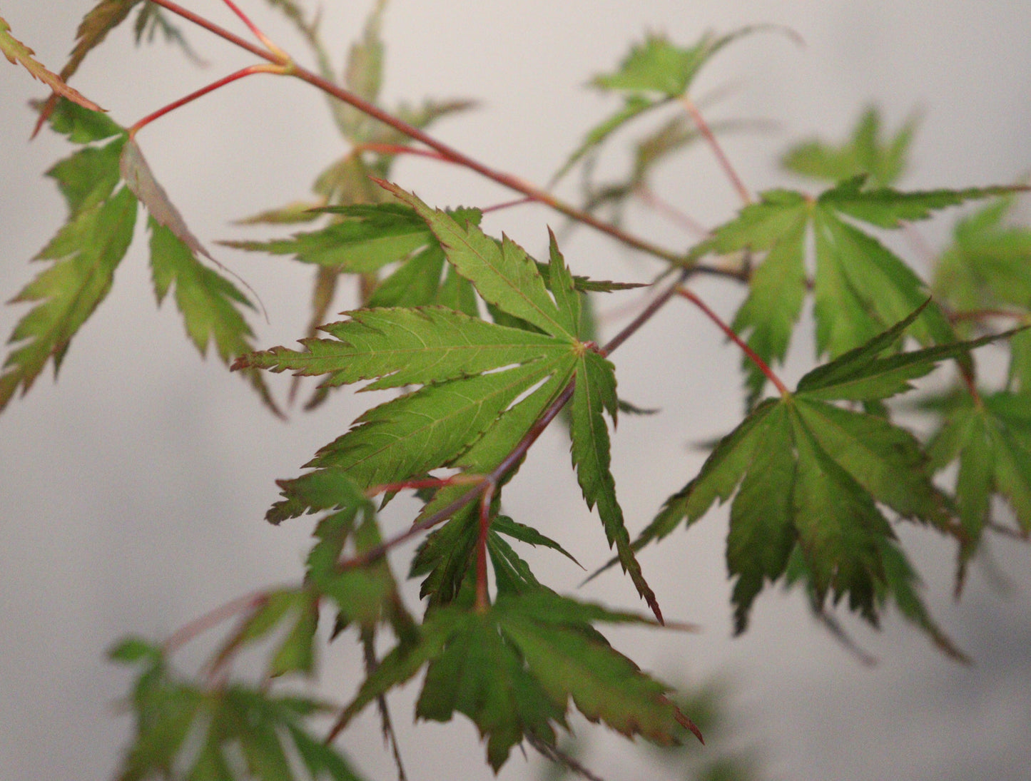 Acer palmatum wou Nishiki