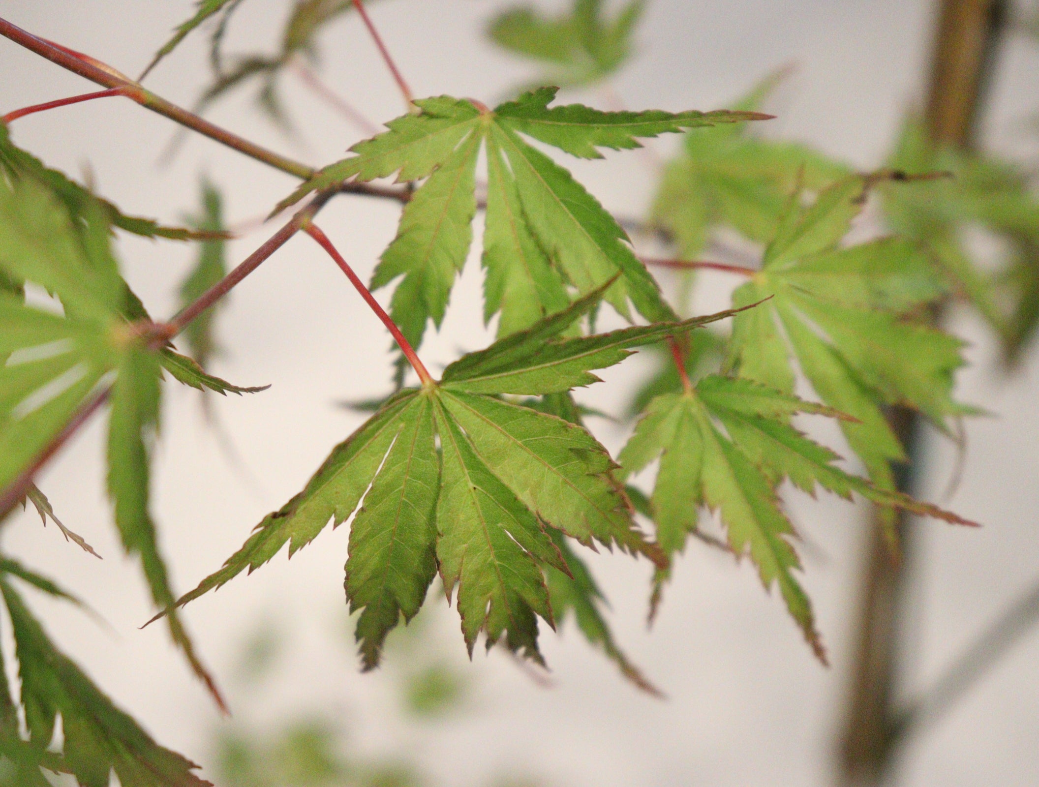 apanese Maple Toronto | Rare & Premium Maple Trees GTA | Z Force