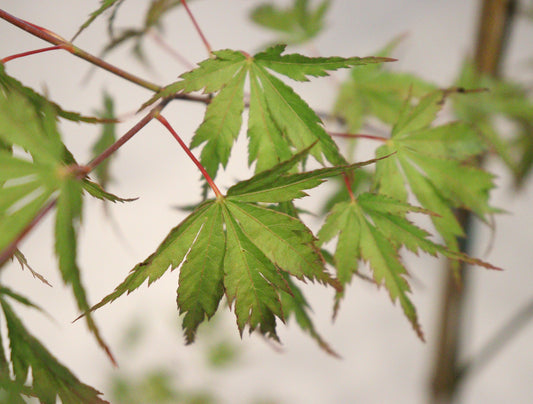Acer palmatum wou Nishiki