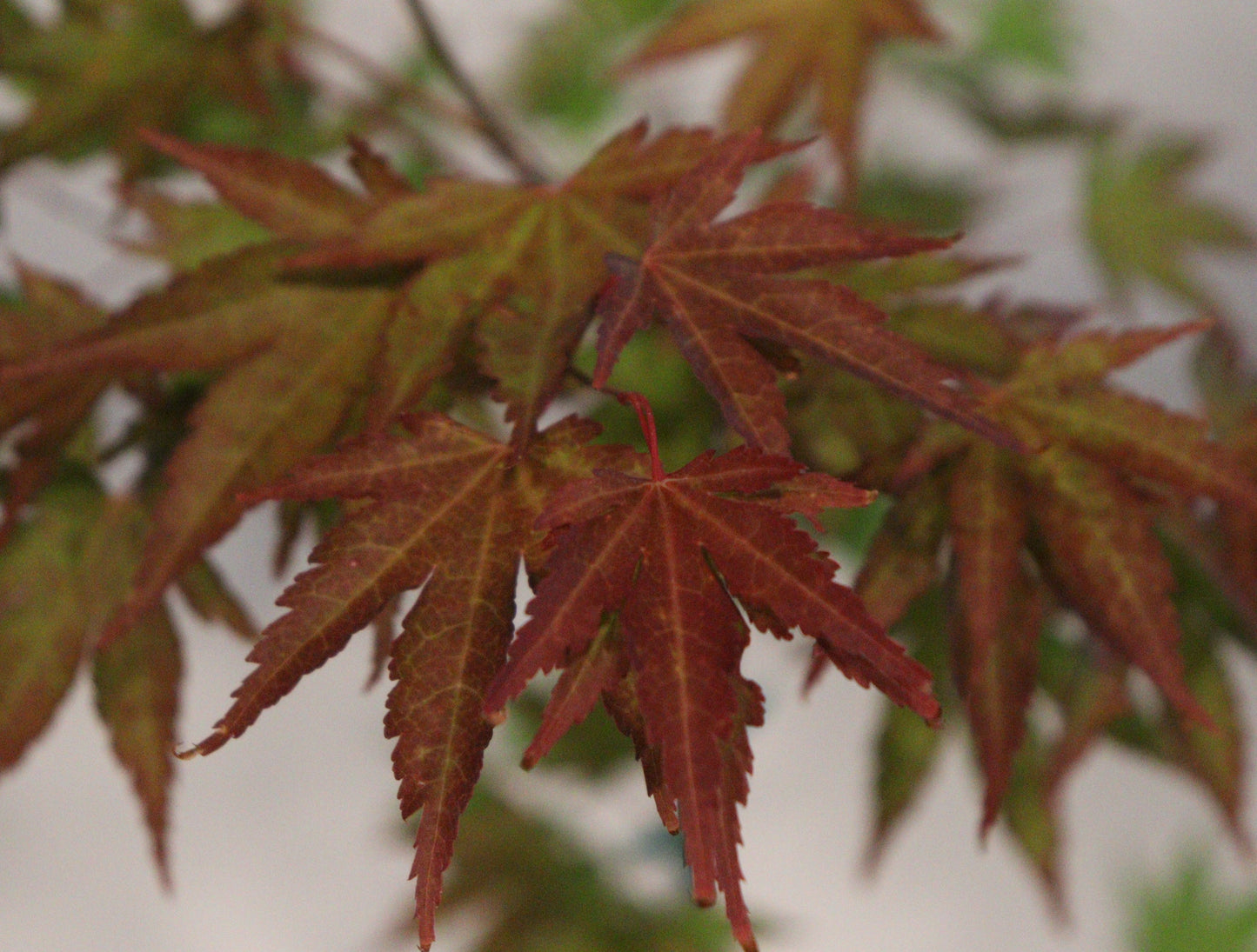 Acer palmatum Chuguji