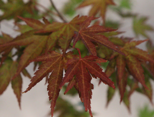 Acer palmatum Chuguji