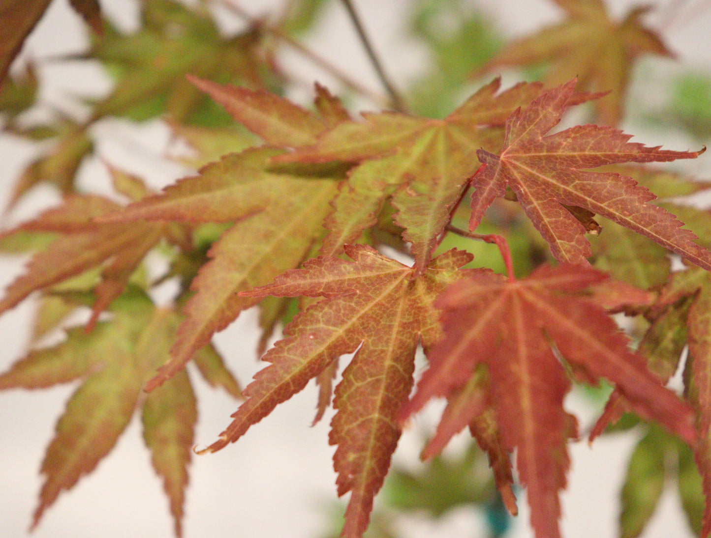 Acer palmatum Chuguji