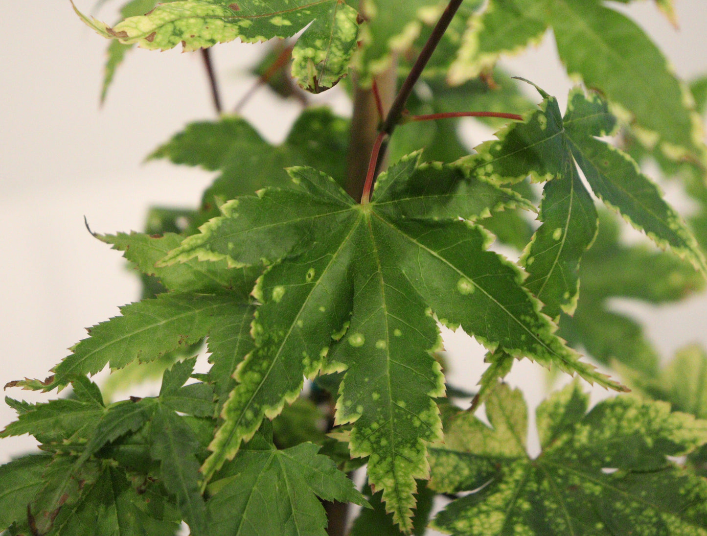 Acer palmatum Sagara Nishiki