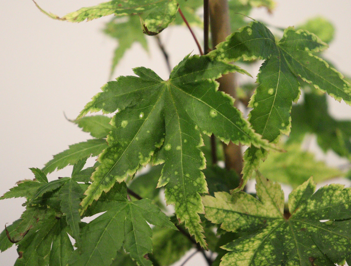 Acer palmatum Sagara Nishiki