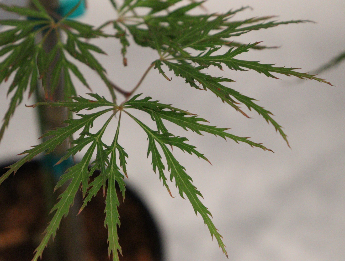Acer Palmatum Dissectum Viridis