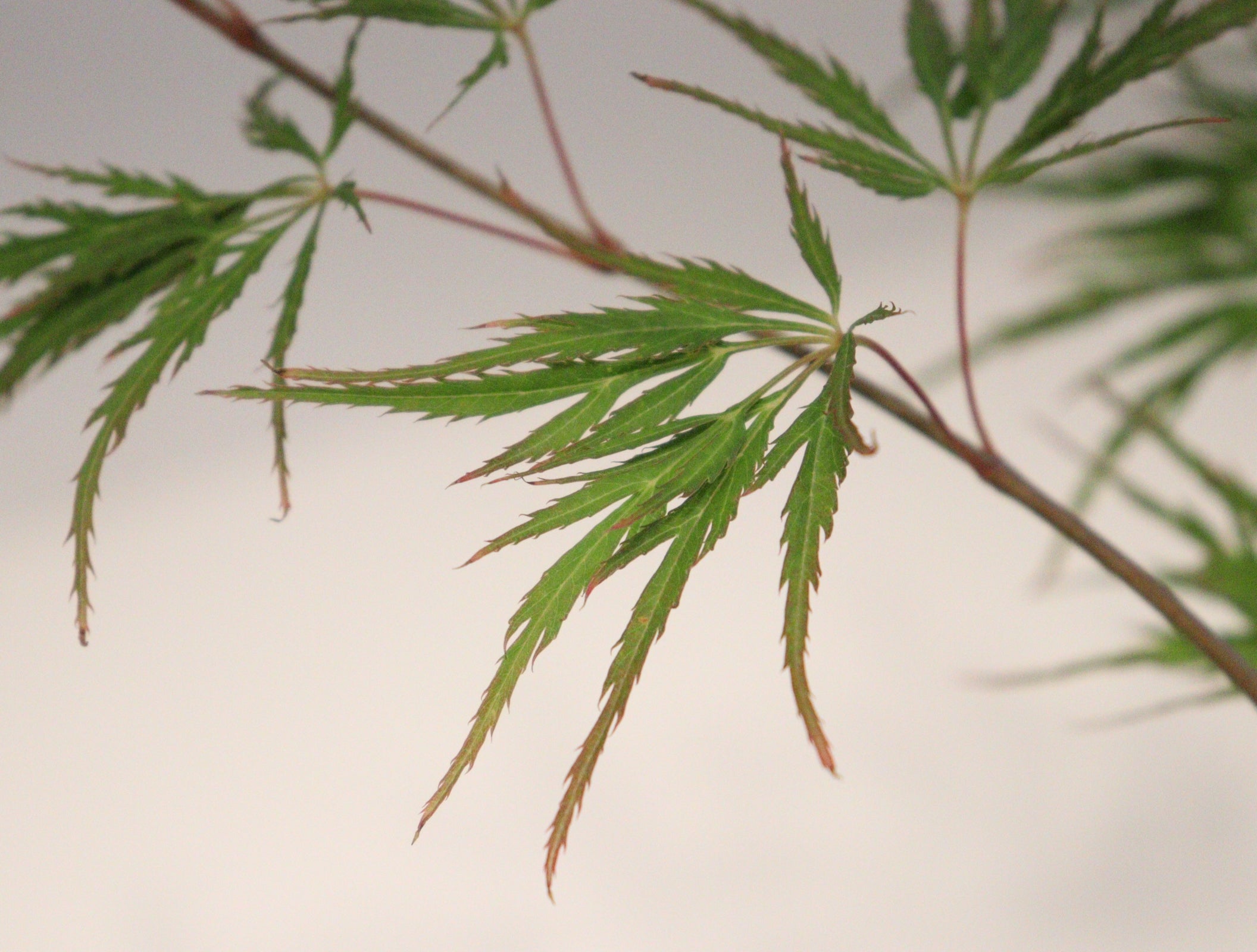 Trees for Sale Toronto | Japanese Maple, Shade & Flowering Trees