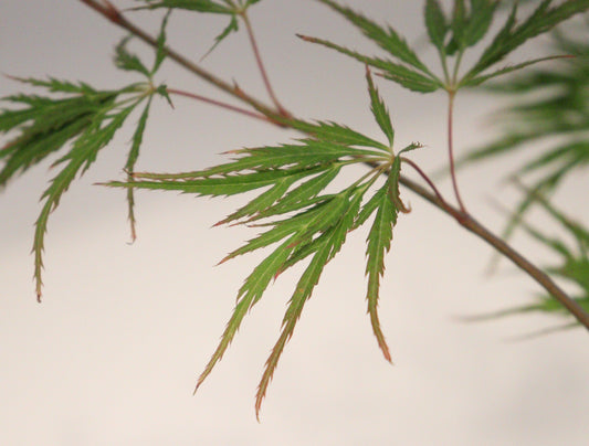 Acer Palmatum Dissectum Viridis