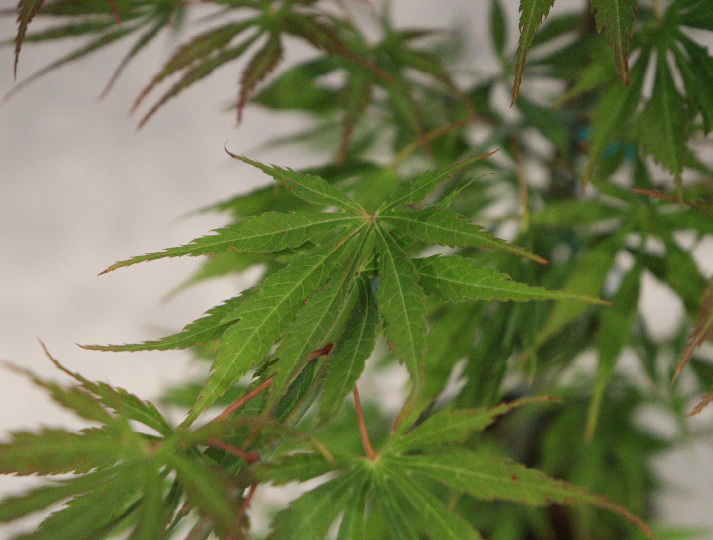 Acer palmatum Omure-yama
