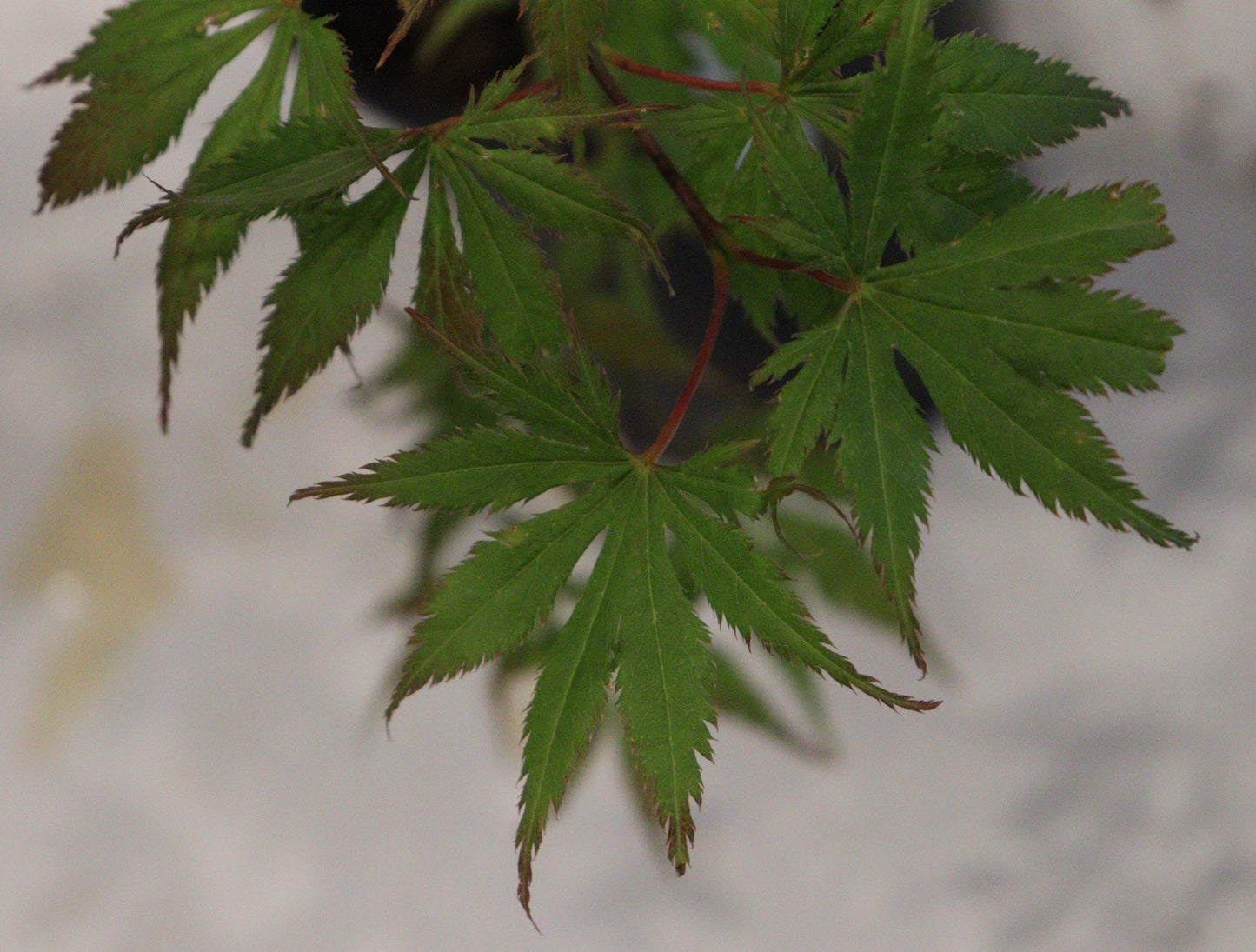 Acer palmatum Ariadne